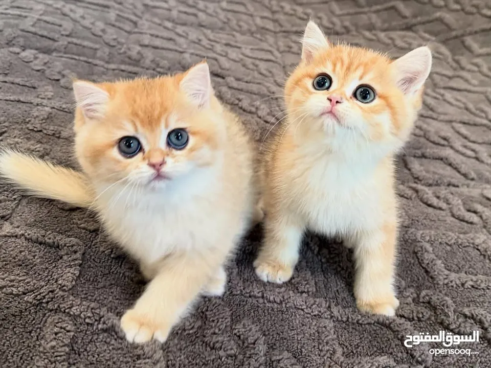 Scottish fold kittens for rehoming.