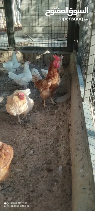 دجاج لوهمان