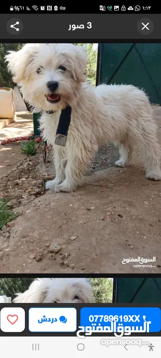 كلب ذكر  للبيع لعدم التفرغ