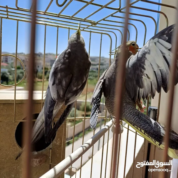 عصافير كوكتيل للبيع حبات جامبو ونضيفه