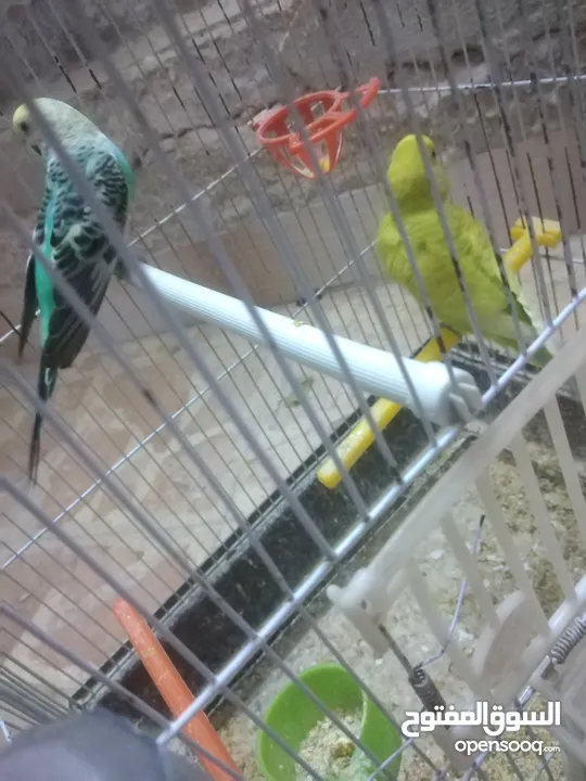 3 جواز حب مع فراخ  بيض مقفصات للبيع