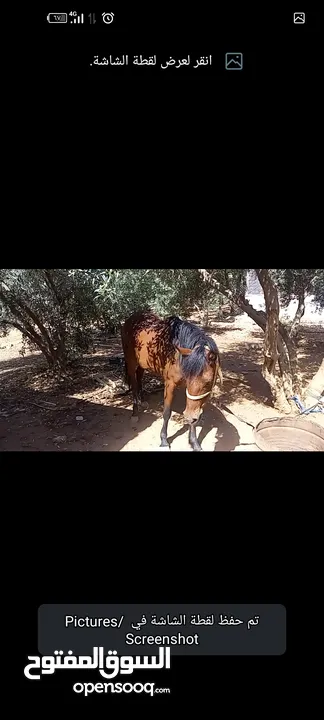 فرس مع مهر للبيع