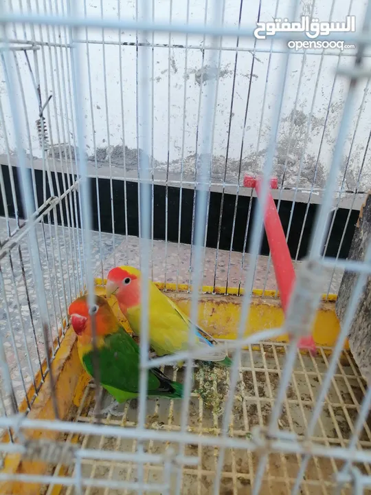 حبه روز وحبه فيشر للبيع بسعر مناسب