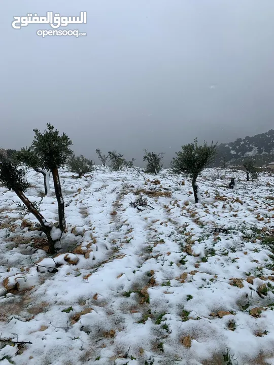 فرصة استثمارية! أرض زراعية مميزة بسعر مغري و بالقرب من أحراش الدولة للمزيد من المعلومات اقرأ الوصف