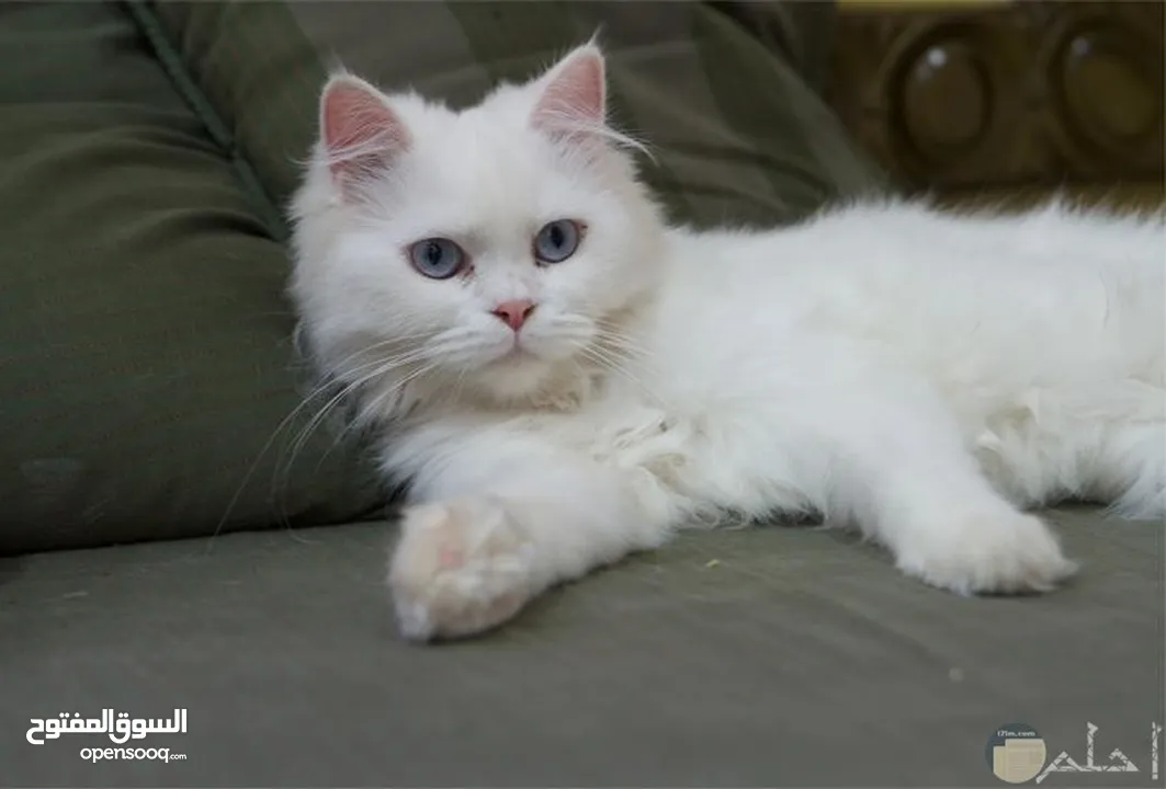 بسة للبيع بسعر مغري سكوتش قولد عمرها من 13 له 14 شهر للي معني يتواصل معي