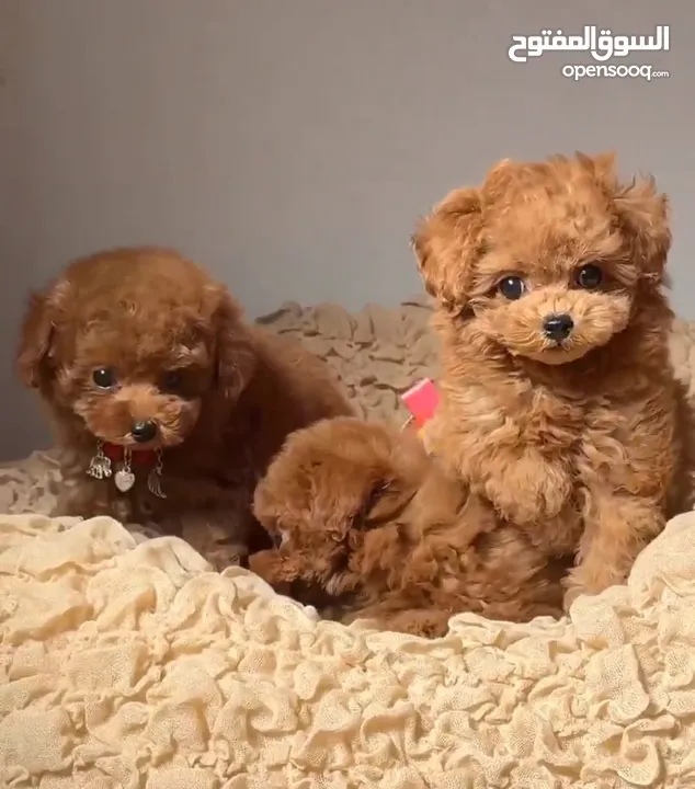 toy poodle T_cup now in  جراء توي بودل كوري بجميع الوراق والاثباتات