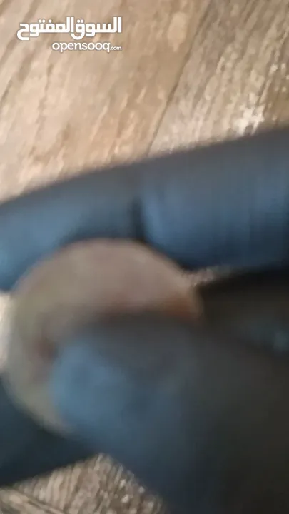 عمله اغوره قديمه ونادره
