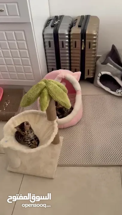 Pure  bengal kittens