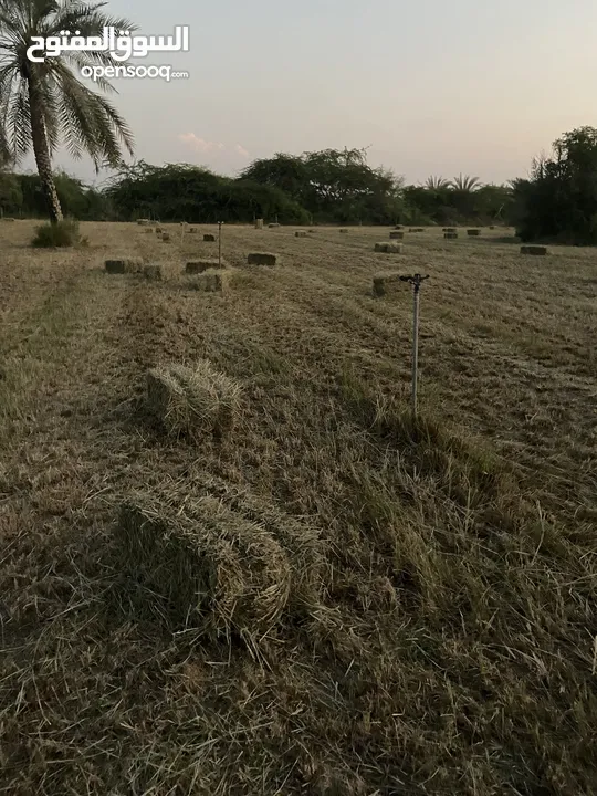 برايد حشيشه للبيع