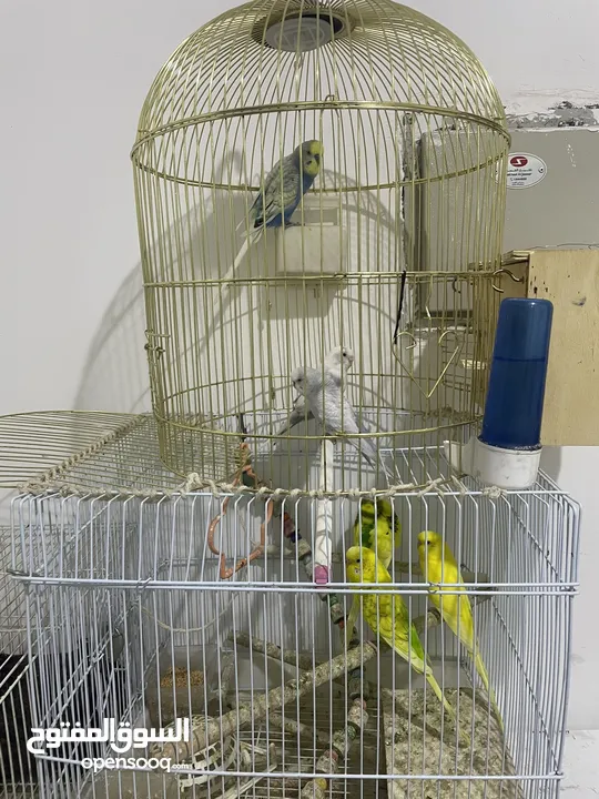 3 male and 3 females with cage