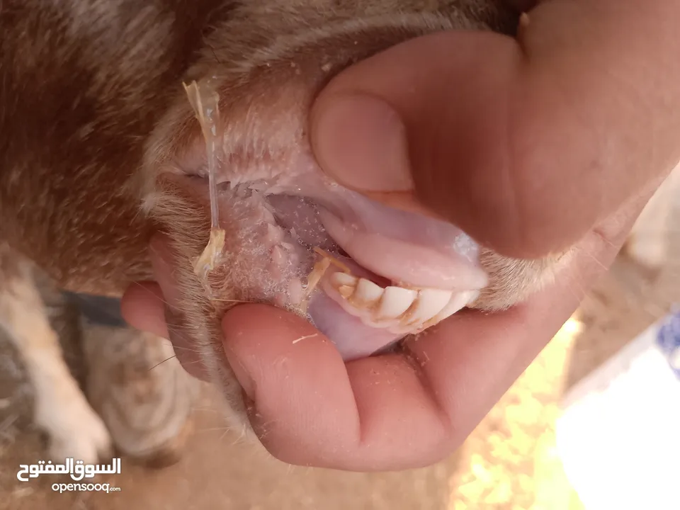 بلدي نفس الصور بالضبط عقائق ومناسبات ونذر اوزان 20 ل30 لحم صافي