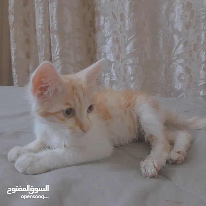 قطط لتبني ذكر وانثى عمر شهرين ونص