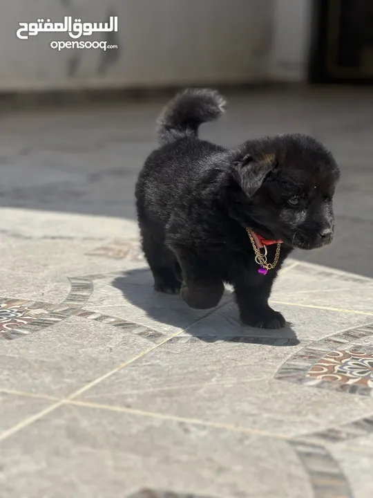 Black german shepherd 50 days