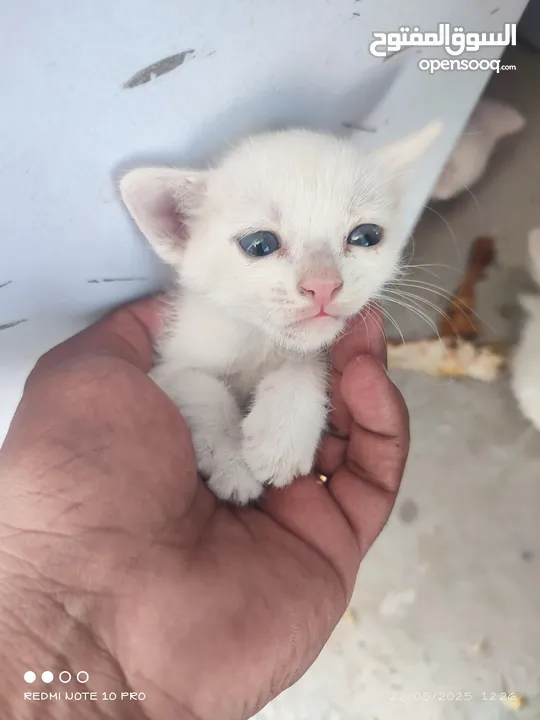 kitten 1month aged