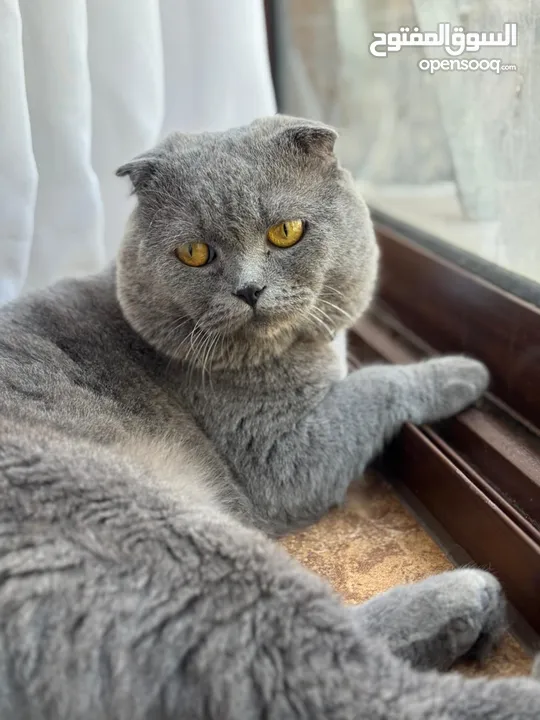 قطة سكوتر فولد