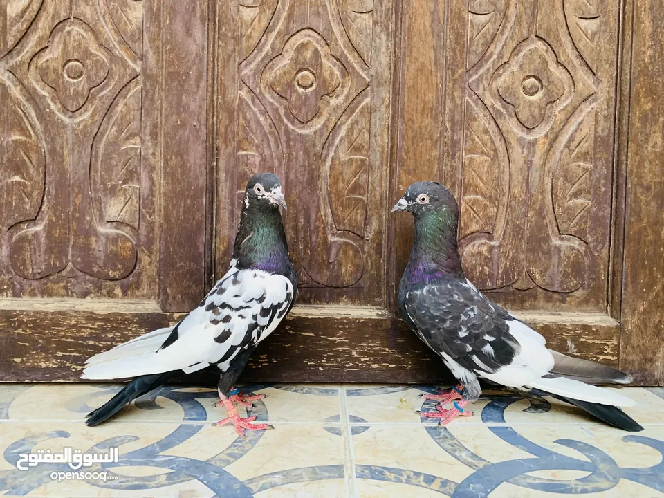 All pigeons are high flyers. pakistani