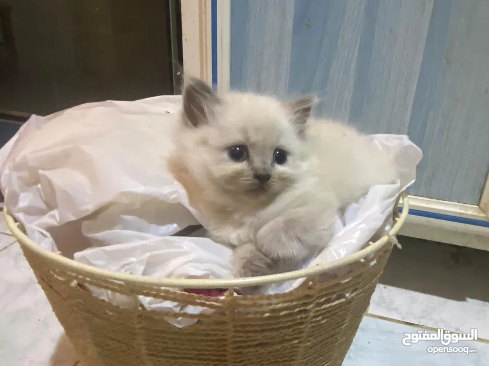 Persian short hair kitten