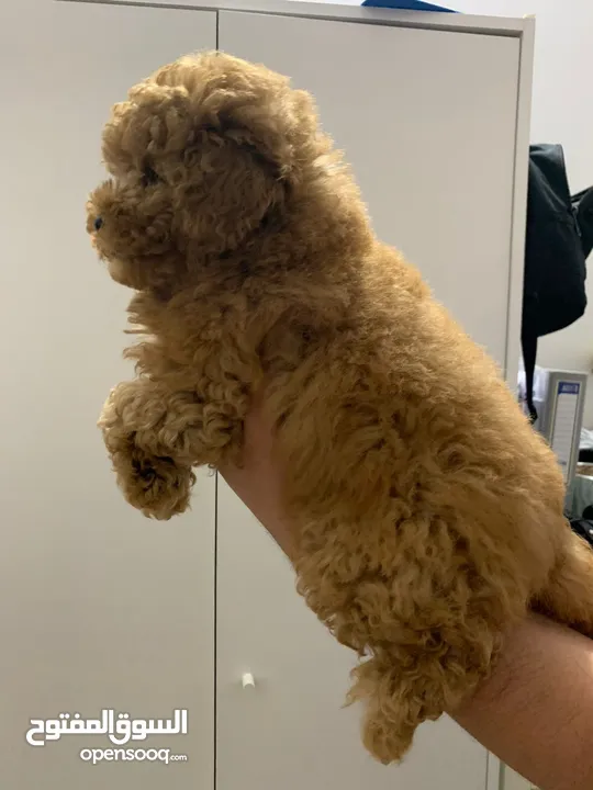 Available Toy poodle puppy