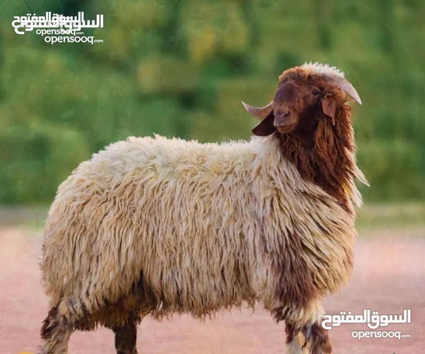 لحام جزار متفرغ دبح في المنازل جميع انواع الأضاحي