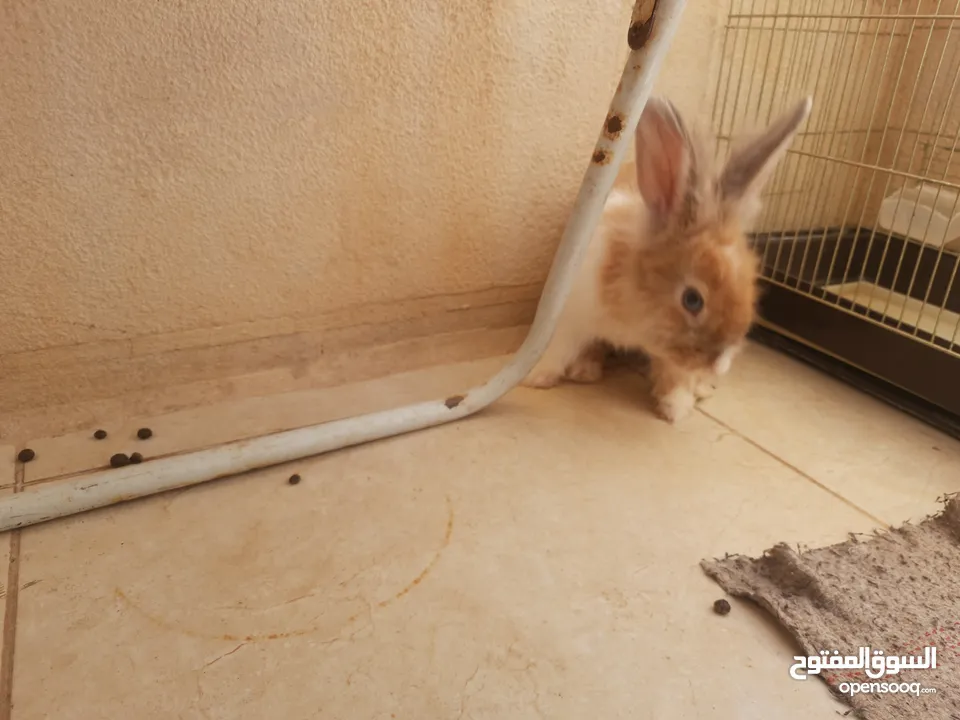 ارانب  lion head ذكور نوعهم راس الاسد Rabbits