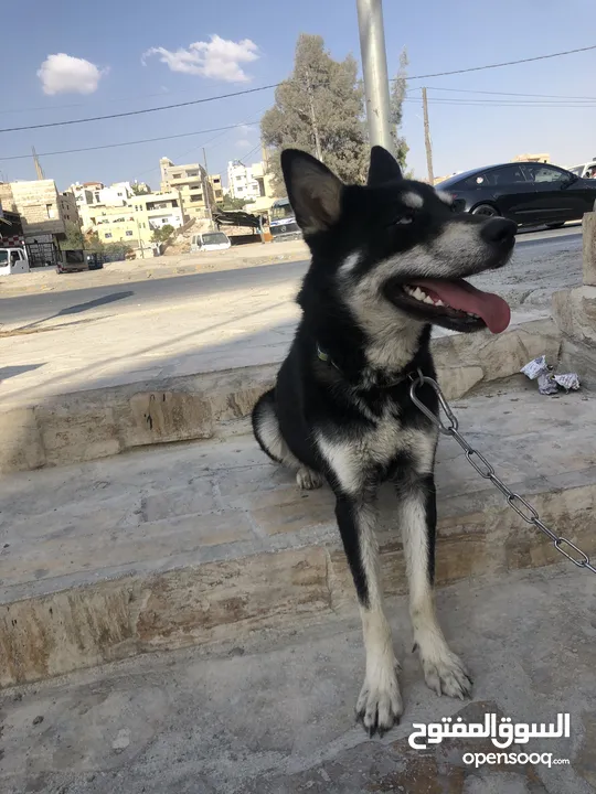 الكلاب الهاسكي مدرب