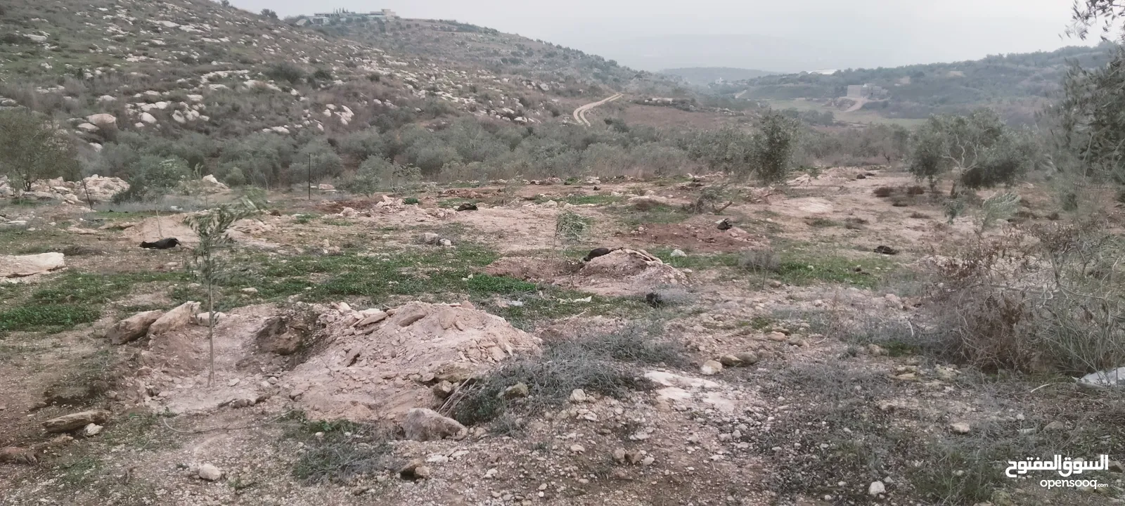 عمرو عبيدي