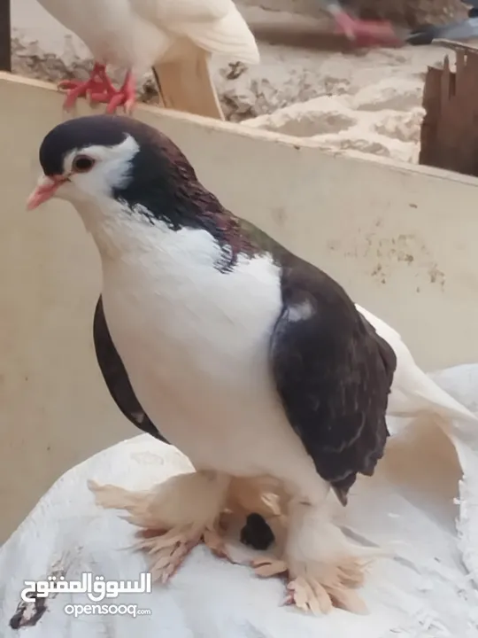 مجموعة ازواج مميزة