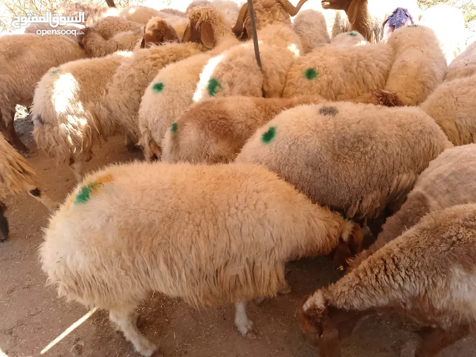 نفس الصور بالضبط أضاحي وعقيقه كبش صحراوي  اوزان من 19 ل30 لحم احجز ضحيتك ذبح أو دون ذبح السعر100ل150