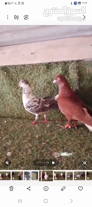 3 جواز شغالات بسعر طري للستفسار