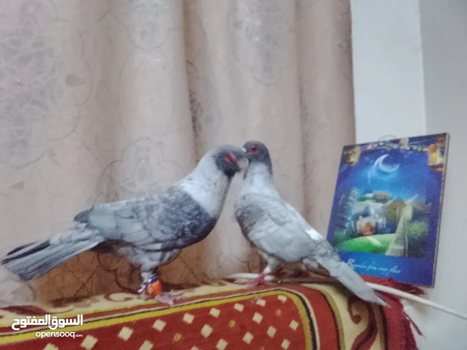 حمام جوز قراقطه بصلاة على النبي