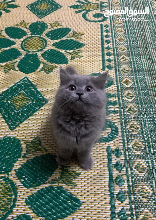 للبيع قطط "سكوتش فولد" (Scottish Fold).