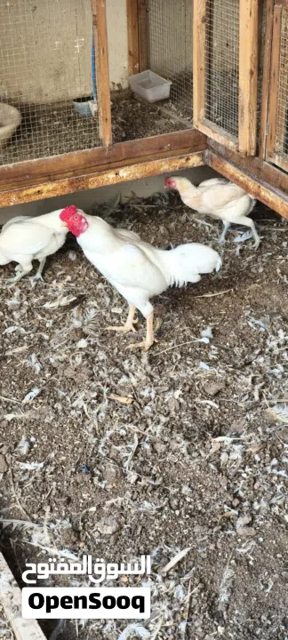 ديك كوشامو ابيض