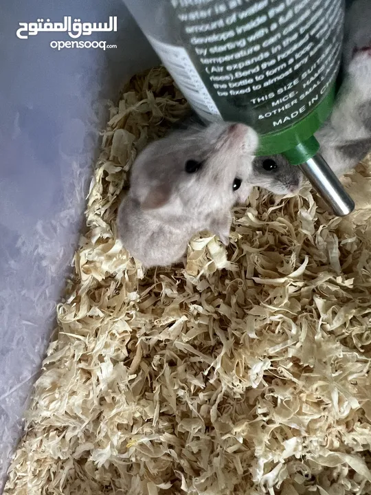 Dwarf hamster adoption