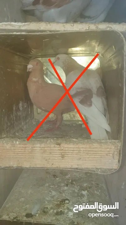 حمام مشكل للبيع  مستعجل  اقرا الوصف عدد 37 بيع مستعجل