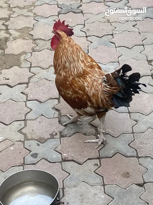 Rooster  For adoption