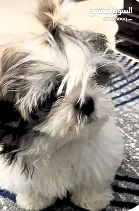 shih tzu puppy