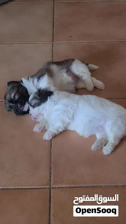 1 month old female puppies for sale