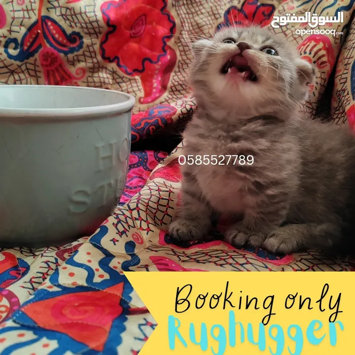 Munchkin kittens available by European breeder in Dubai