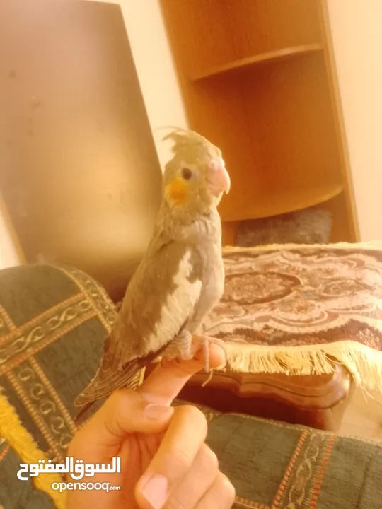 ببغاء كوكتيل اليف جدنننننن