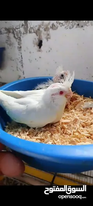 فرخين كوكتيل زق يدوي واحد البينو وواحد بايد