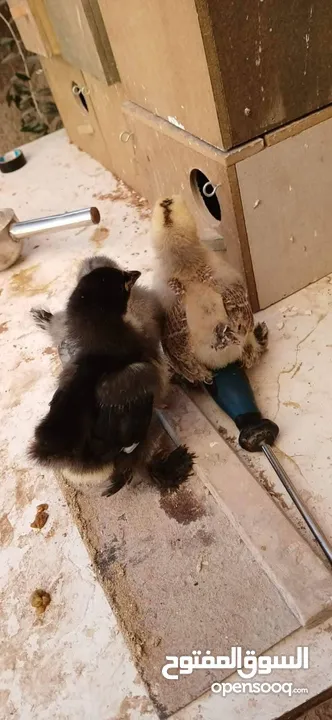 يووجد صيصان براهما بف جامبو  صيصان باكستاني من اهالي فخمات  صيصان حبش