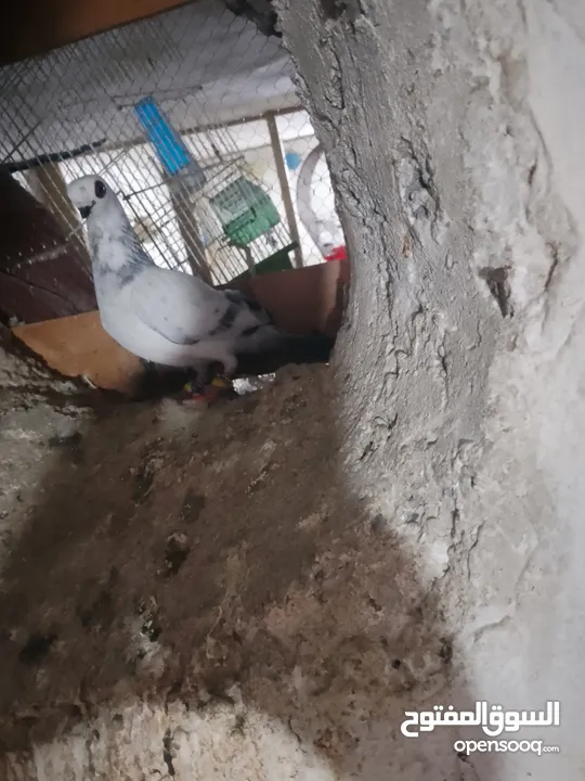 متاح جواز و حبات فلت موجودات طبربور سعرهن كويس