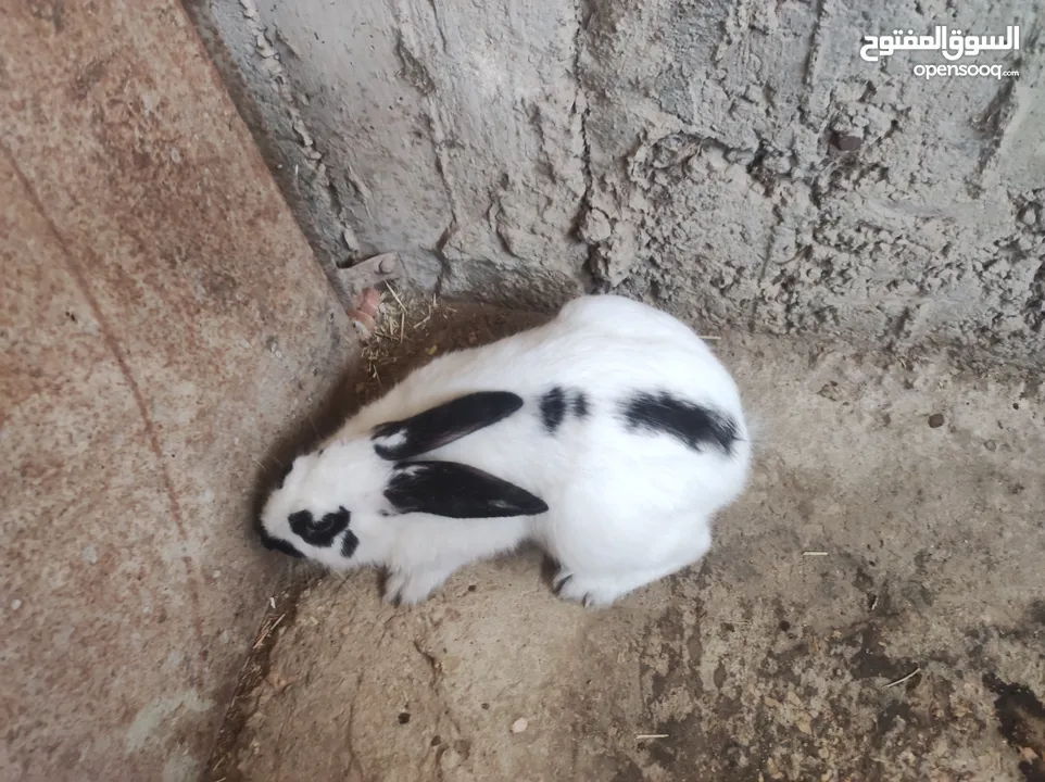انثى شيرازي صلاة النبي عمرها 5 شهور ونص