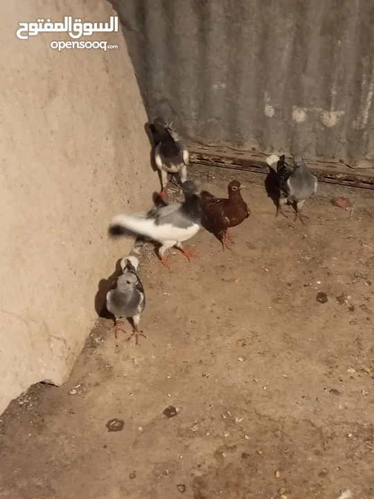 6فرخ نوريات بوز ويهوديات زرق ومزهوارات كتف