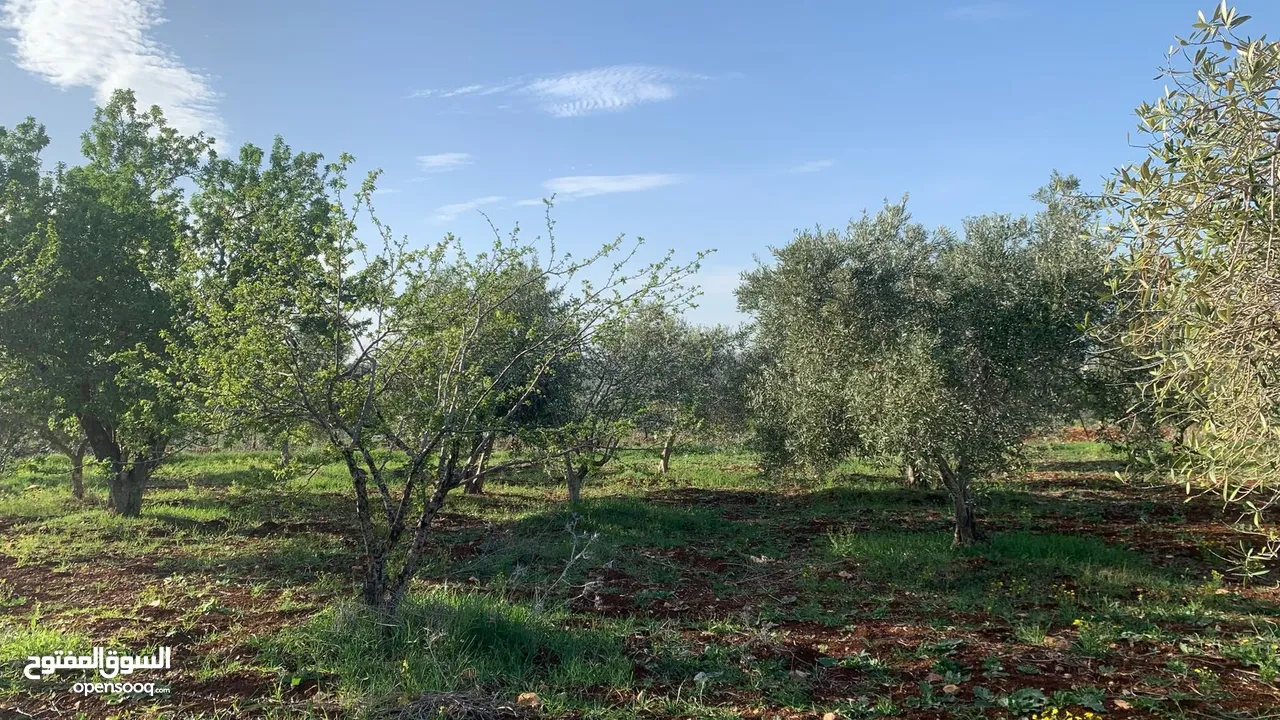 مزرعه للبيع مزروعه ومنتجه جاهزه  من المالك مباشره أراضي بني كنانه القصفه