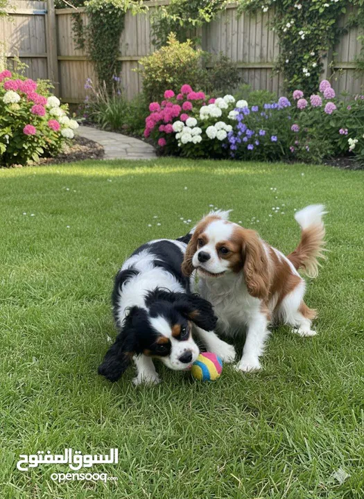 كلاب كينغ شارلز سبانيل