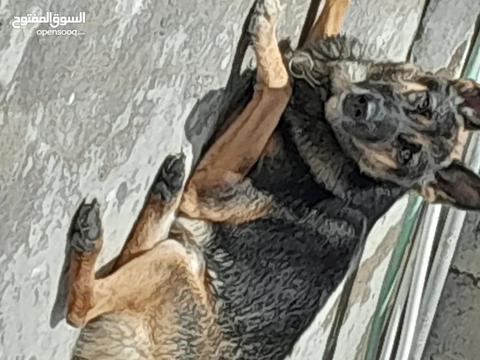 كلب جيرمن شبر للحراسه مدرب  شراسه للبيع