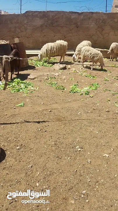 فحل خاروف عساف