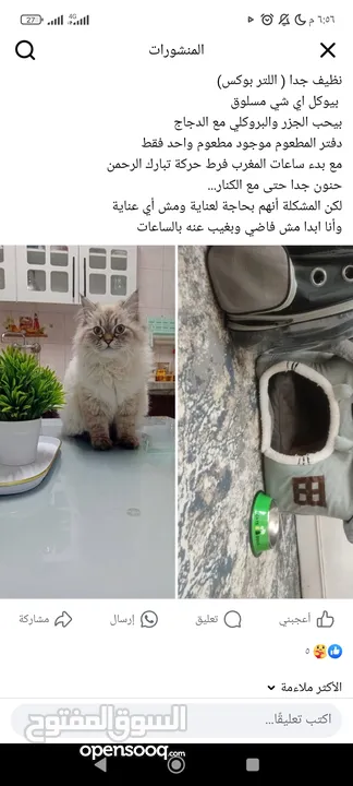 بلو بوينت هيمالايا