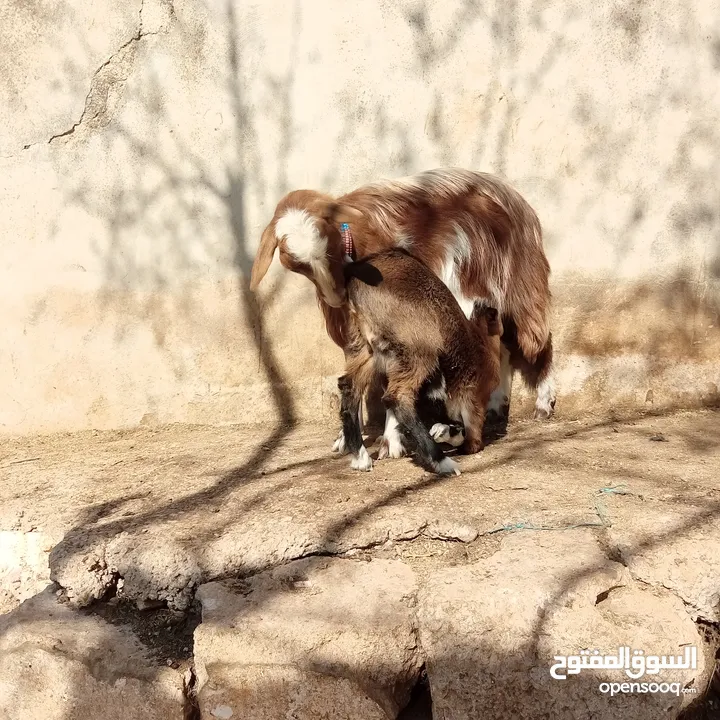 عنزتين وتيس البينو اصلي للبيع
